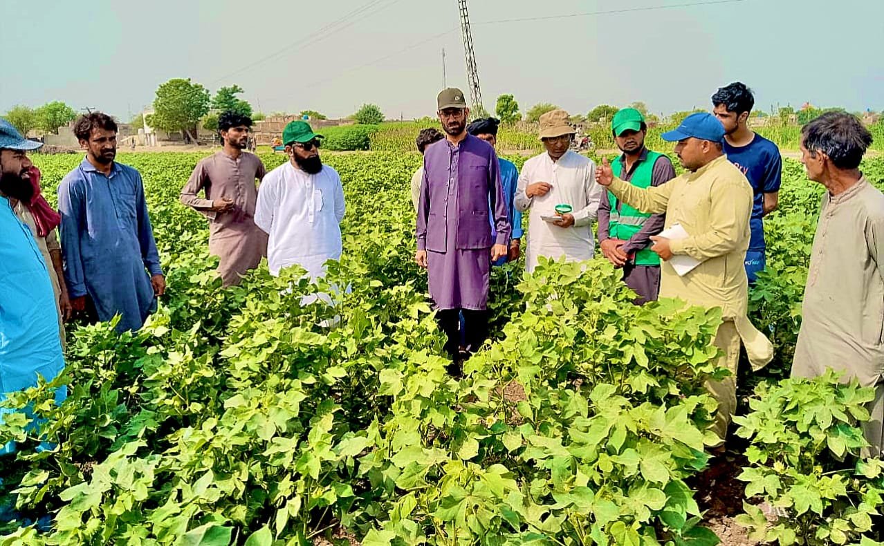 Farmers Urged to Monitor Cotton Crop as Whitefly, Jassid Threat Emerges in Bahawalnagar