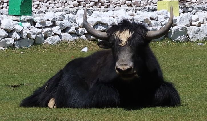 Tourist Waste Blamed for Declining Yak Population and Deaths in Shandur